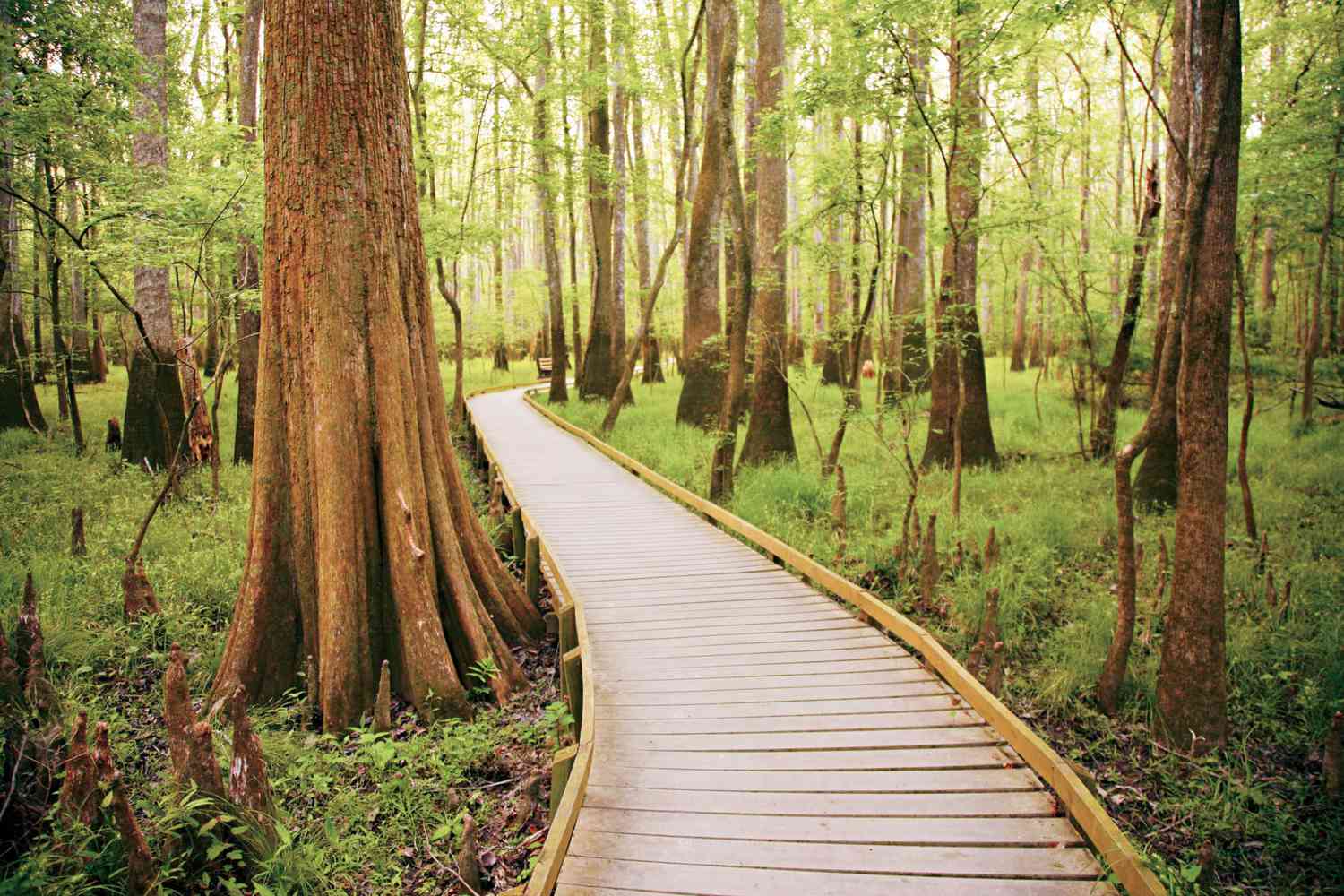 Congaree